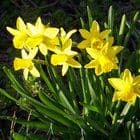 Miniaturka artykułu