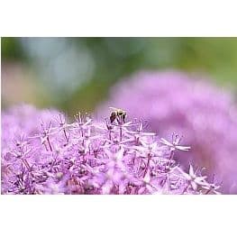 Miniaturka artykułu