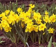 Miniaturka artykułu