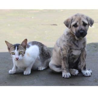 Napełnij psią i kocią miskę